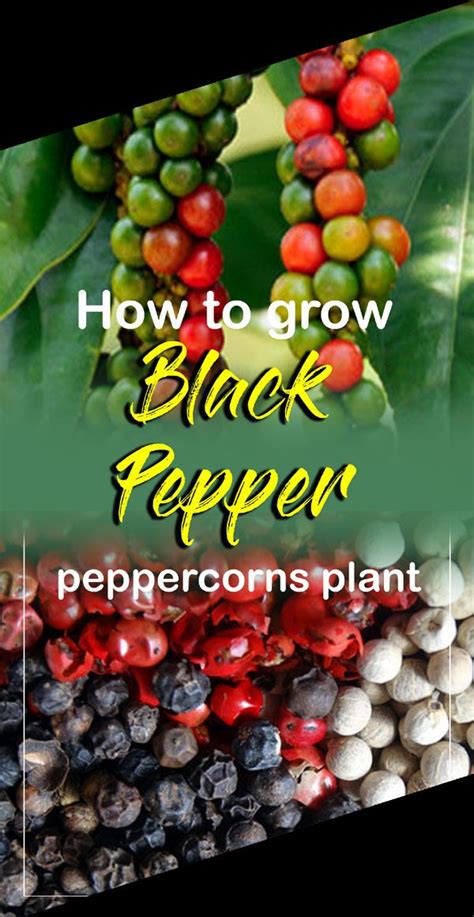 How To Grow Black Pepper Growing Peppercorns Plant Piper Nigrum