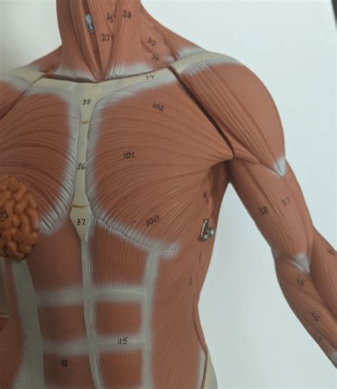 Muscles Of The Anterior Torso Labeling Diagram Quizlet