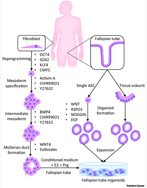 Stem Cell Derived Organoids Abbreviations Chir99021 Gsk 3 Inhibitor