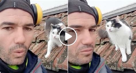 Homem Fala Para Um Gato Na L Ngua Do Felino E Este Fica Extremamente