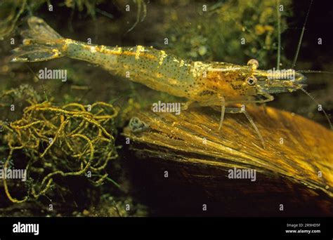 Freshwater Shrimp Hi Res Stock Photography And Images Alamy