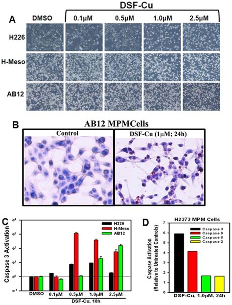 Apoptosis Induction By Dsf Cu Involves Caspase Activation A