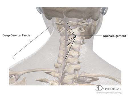 Ligaments In The Neck