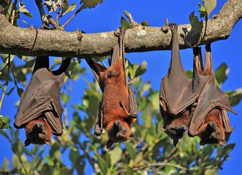 Scientists make great strides in deciphering bat language - Earth.com