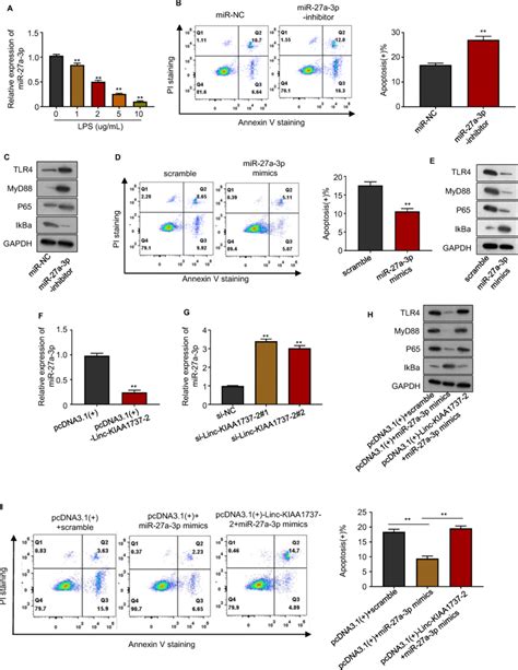 Linc Kiaa Inhibited Mir A P To Augment Tlr Nf B Signaling