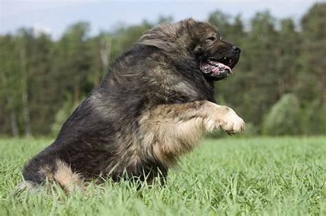 Can Caucasian Shepherd dog Kill a Wolf?