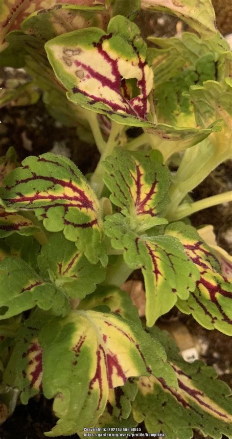 Photo Of The Leaves Of Coleus Coleus Scutellarioides Main Street La