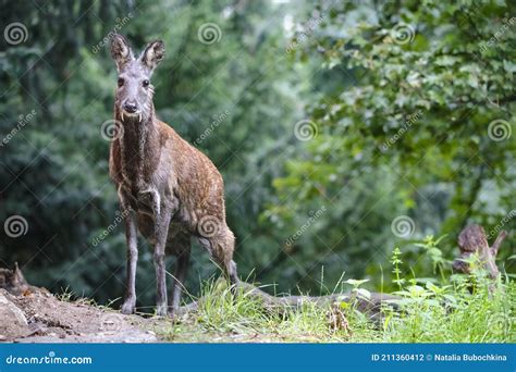 Deer Fangs Stock Photos - Free & Royalty-Free Stock Photos from Dreamstime