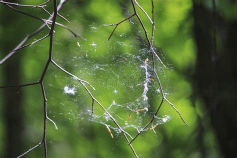 Special Spider Web in Forest Stock Photo - Image of blurry, forest: 118898988