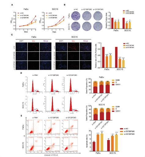 Igf Bp Promotes Cell Proliferation Of Hnscc Cells In Vitro A Cck