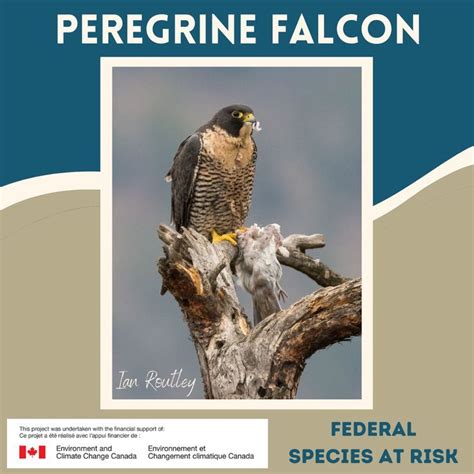 Peregrine Falcon: Fastest Birds in the World