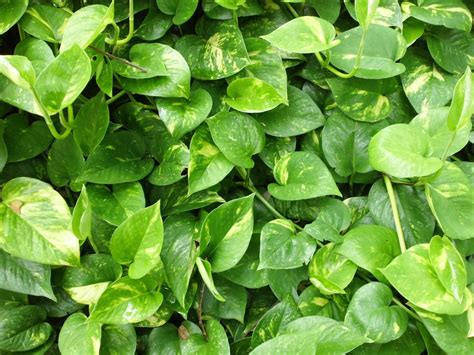 Planta Boa Potus Pothos Potos Epipremnum Aureum Cuidados Y Fotos