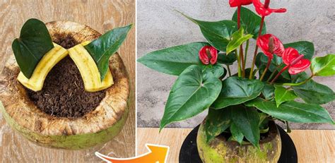 Anthurium Une Poignée Suffit Pour Le Faire Fleurir Comme Jamais Il