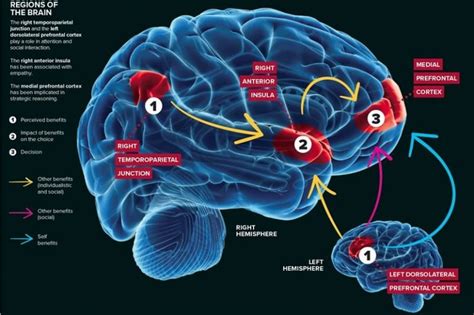 temporoparietal junction News Research Tags Articles - Neuroscience News