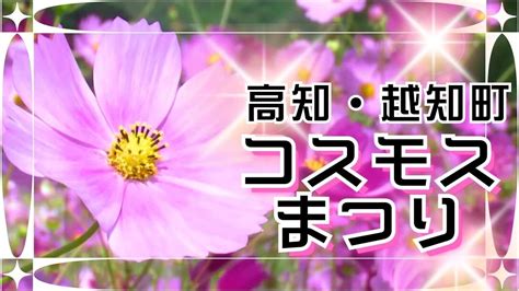 「150万本のコスモス満開！秋風に揺れる」こうちeye20231012放送 Youtube