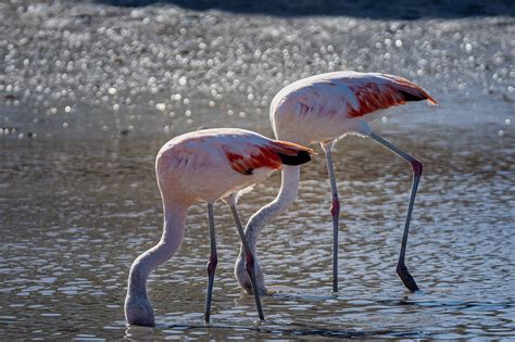 Flamingos Eating - Free photo on Pixabay