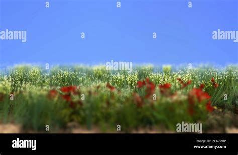 Poppy Field Stock Videos And Footage Hd And 4k Video Clips Alamy