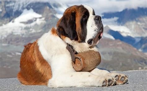 All About Saint Bernard Dog Breed – Origin, Behavior, Trainability ...