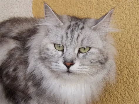 Kurilian Bobtail Cat Breed Characteristics & Info | World Cat Finder