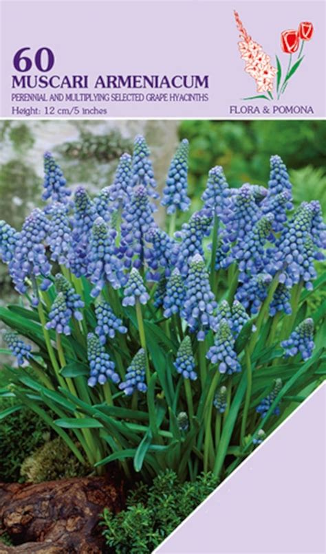 Muscari Armeniacum Bollen Deoosteindeonline Nl