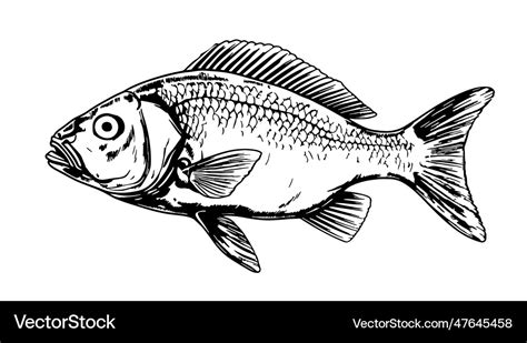 Fish portrait sketch hand drawn realistic style Vector Image