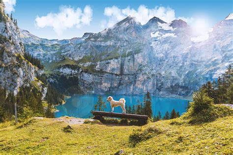 Bergpfoten Wanderurlaub Mit Hund In Bayern