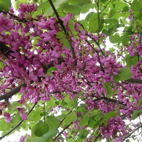 Seeds of CERCIS SILIQUASTRUM - Judas Tree - The Original Garden