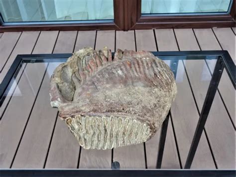 WOOLLY MAMMOTH MASSIVE genuine molar tooth, Pleistocene age 5,25 kg £477.12 - PicClick UK