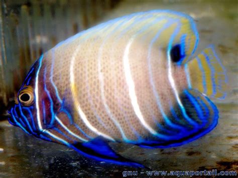 Pomacanthus Xanthometopon Le Poisson Ange à Tête Bleue