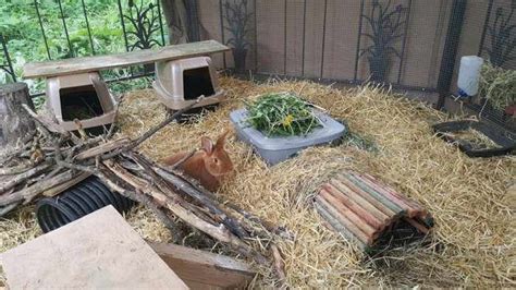 Plan The BEST Rabbit Colony Setup Housing Meat Rabbits In A Colony