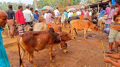 আজ ১৭ নভেম্বর শনিবার খামার উপযোগী ভালো মানের শাহিওয়াল ষাঁড় গরুর দাম