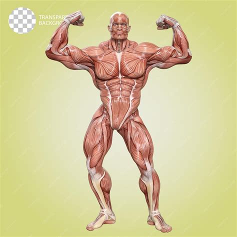 Premium PSD | A human body with muscles bodybuilder pose isolated 3d render illustration