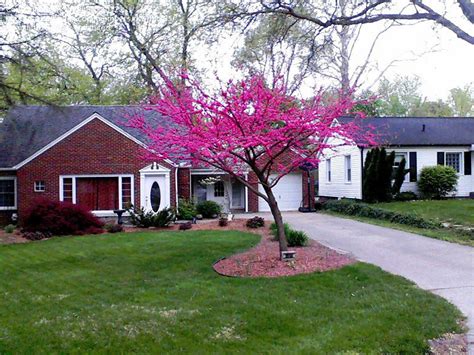 Plantfiles Pictures Eastern Redbud Canadian Redbud Judas Tree