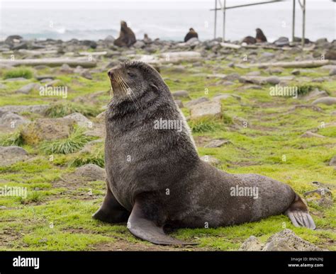 Portrait Of A Sub Adult Male Northern Fur Seal St Paul Island Alaska