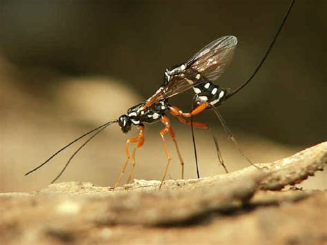 Ichneumon Wasp Sting Humans