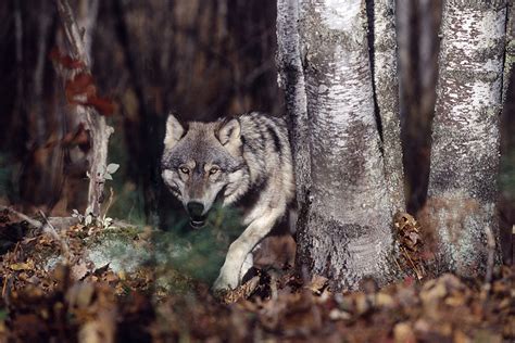 Wisconsin Wolf Hunting Season Will Start in November, 2021 - Wide Open ...