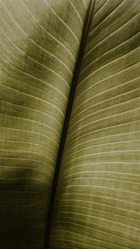 Black Leaf Macro Stripes Veins Nature Hd Phone Wallpaper Peakpx