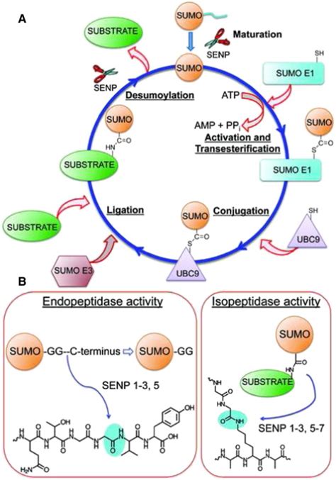 Advances In The Development Of Sumo Specific Protease Senp Inhibitors