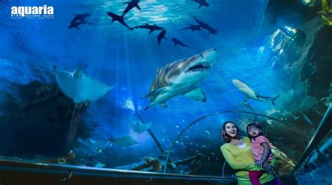 Aquaria Klcc Tickets In Kuala Lumpur In Kuala Lumpur Pelago