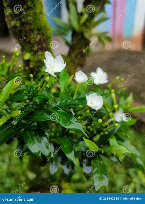 Jasmine after rain stock photo. Image of plant, grass - 263642388