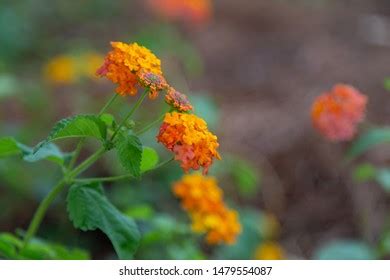 Orange Yellow Lantana Plant Stock Photo 1479554087 | Shutterstock