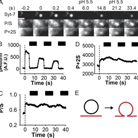 Syt 7 Is Predominantly Localized On Large Dense Core Vesicles And