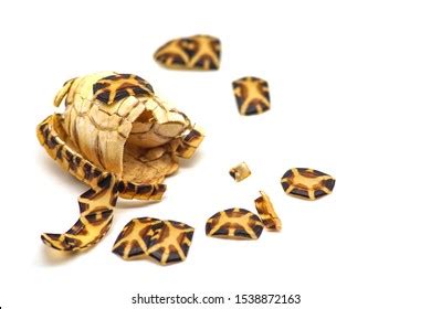 Turtle With Broken Shell