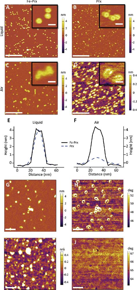 Tapping Mode AFM Images Of Protein Deposited On Freshly Cleaved Mica