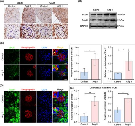 Expression Alteration Of Ldlr And Rab In The Glomeruli From Ang