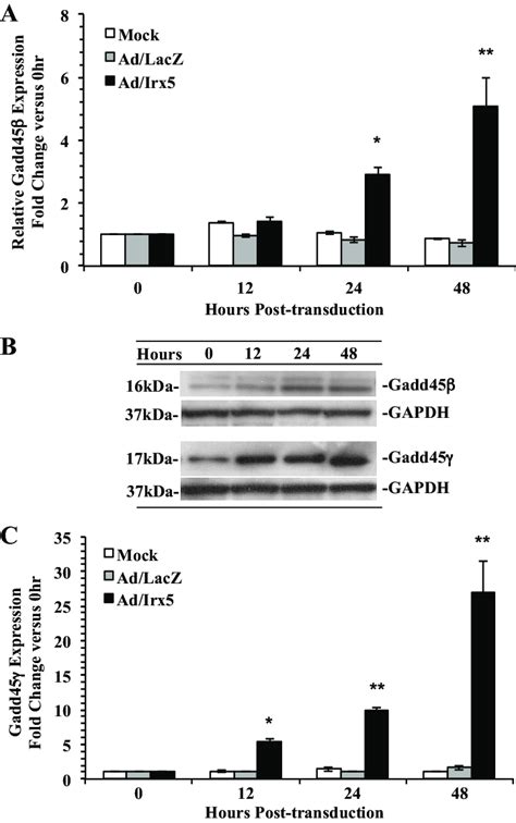 Effect Of Irx5 On Expression Of Dna Damage Checkpoint Control Genes