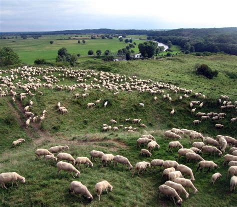 Auch Menschen Im Kreis Birkenfeld Sorgen Sich Doch Tierhalter Sollen