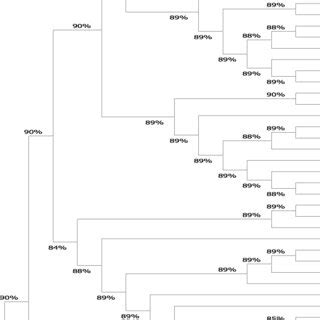 Phylogenetic Tree Constructed From The Alignment Of Nucleotide