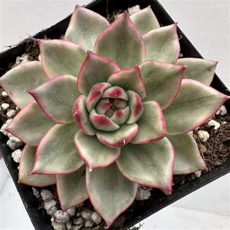 Echeveria Indigo Variegated 28 DK Succulents Korea Rare Korean