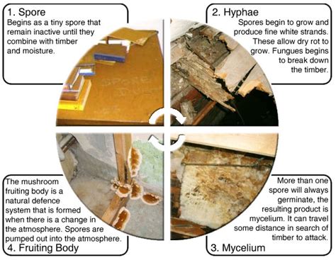 How To Identify Dry Rot